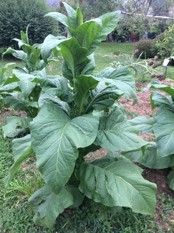 Plantation Moe333 A5A2F1B2-83E2-4C15-B566-2D3925241749.thumb.jpeg.d890a0453293312bb7914076c29f1cef